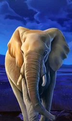 African Elephant